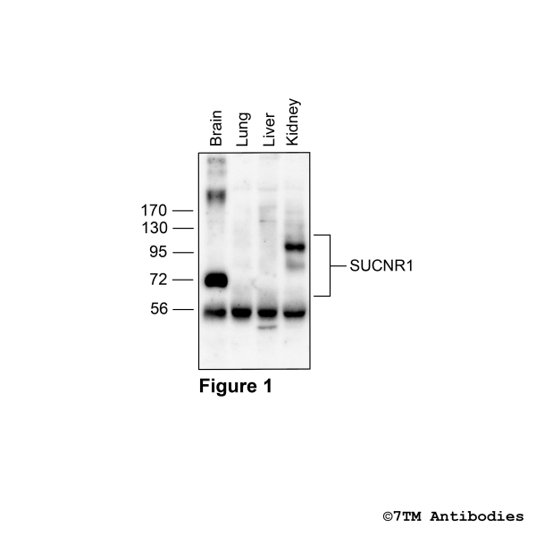 Indentification of SUCNR1 Receptor in mouse tissues