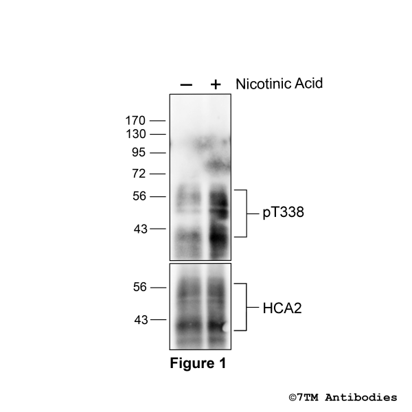 Agonist-induced Threonine338 phosphorylation of the Hydroxycarboxylic Acid Receptor 2.