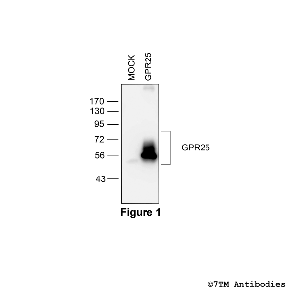 Validation of the GPR25 Receptor in transfected HEK293 cells