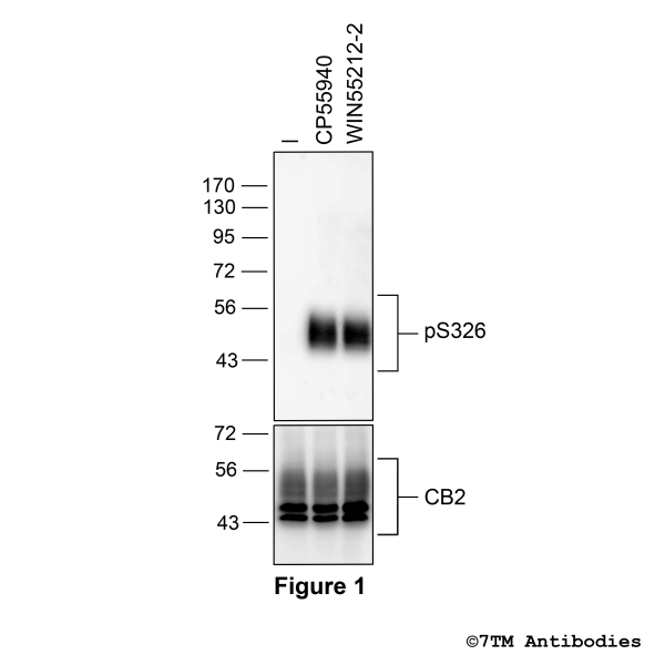 Agonist-induced Serine326 phosphorylation of the Cannabinoid Receptor 2