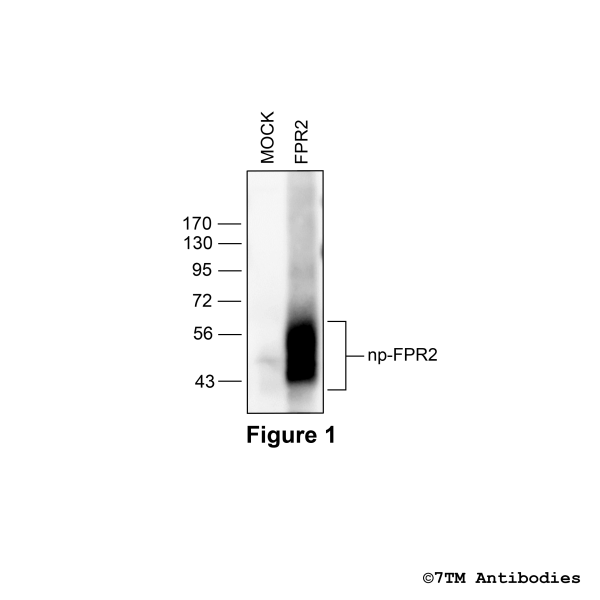 FPR2 (GP-non-phospho), Formylpeptide Receptor 2 Antibody, Guinea Pig