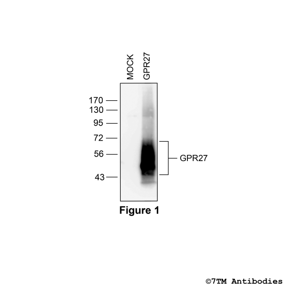 Validation of the GPR27 Receptor in transfected HEK293 cells