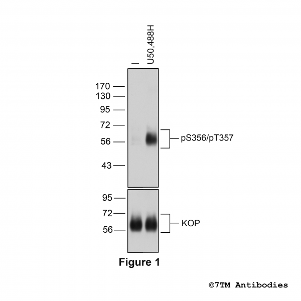Agonist-induced Serine356/Threonine357 phosphorylation of the κ-Opioid Receptor.
