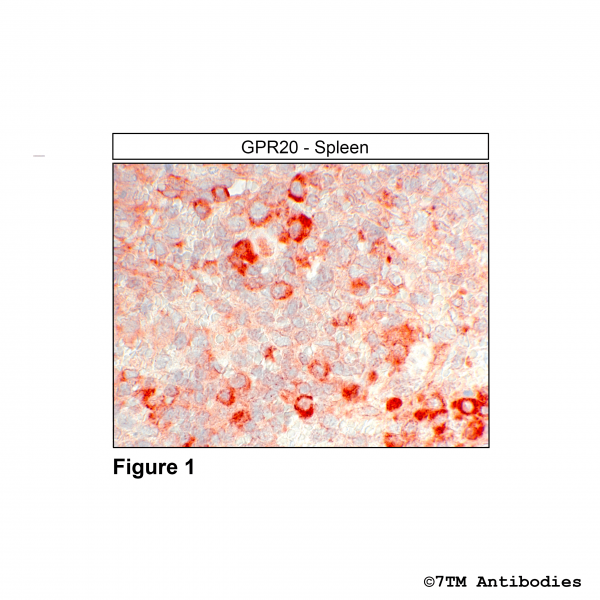 Immunohistochemical identification of G Protein-coupled Receptor 20 in mouse spleen.