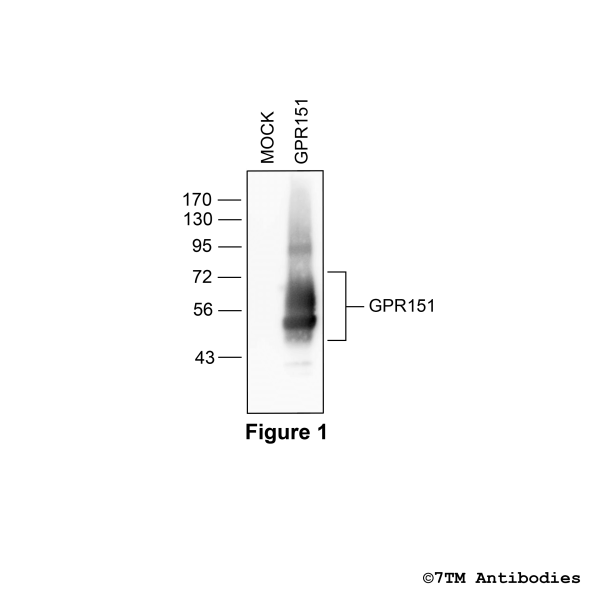 GPR151 (non-phospho), G protein-coupled Receptor 151 Antibody
