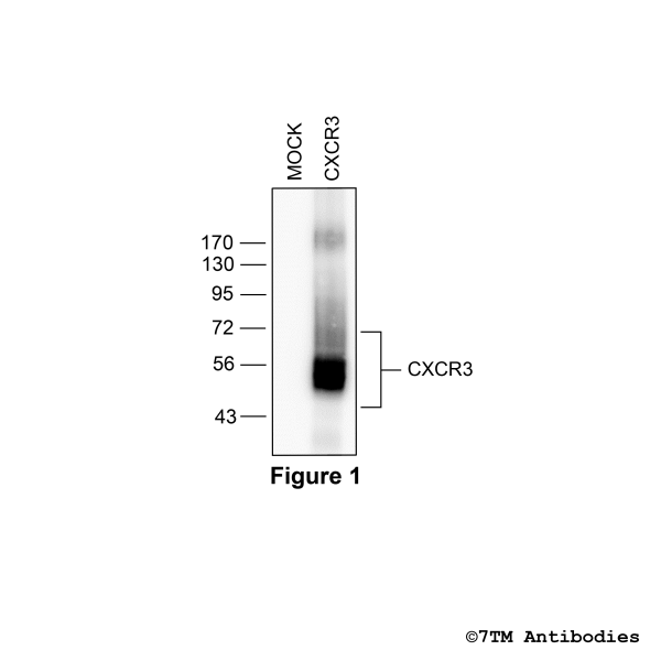CXCR3 (non-phospho), CXCR3 Chemokine Receptor Antibody