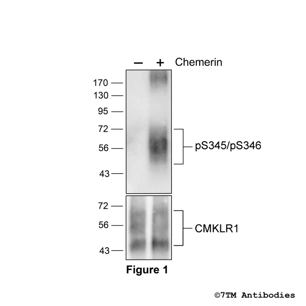 Agonist-induced Serine345/Serine346 phosphorylation of Chemerin Receptor 1