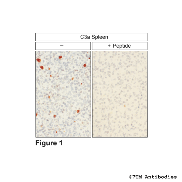 C3a (IHC-grade), Complement C3a Receptor Antibody