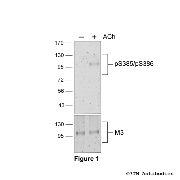 Agonist-induced Serine385/Serine386 phosphorylation of the M3 Muscarinic Acetylcholine Receptor