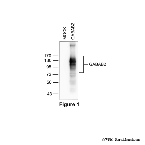  Validation of the GABAB2 Receptor in transfected HEK293 cells.