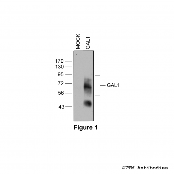Validation of the Galanin Receptor 1 in transfected HEK293 cells