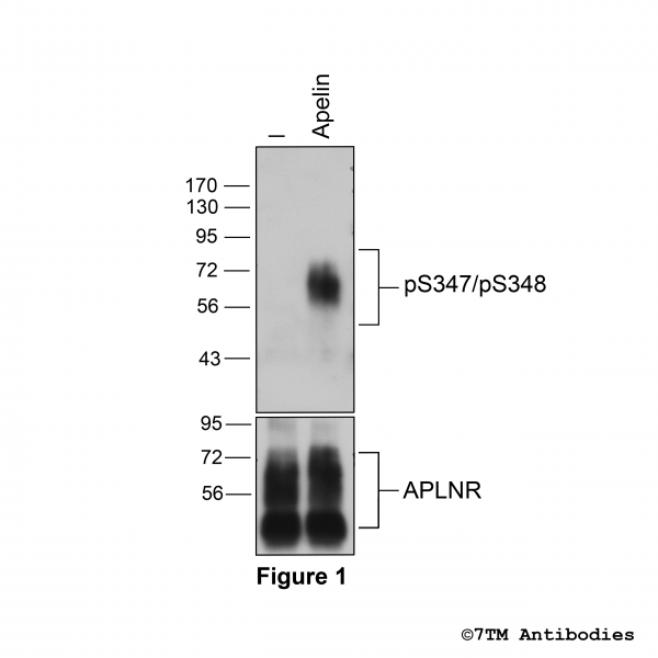  Agonist-induced Serine347/Serine348 phosphorylation of the Apelin Receptor