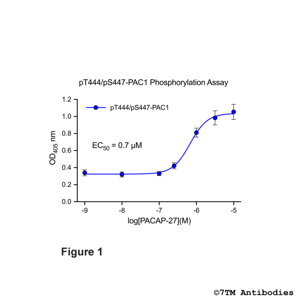 OD signals in pT444/pS447-PAC1 Phosphorylation Assay
