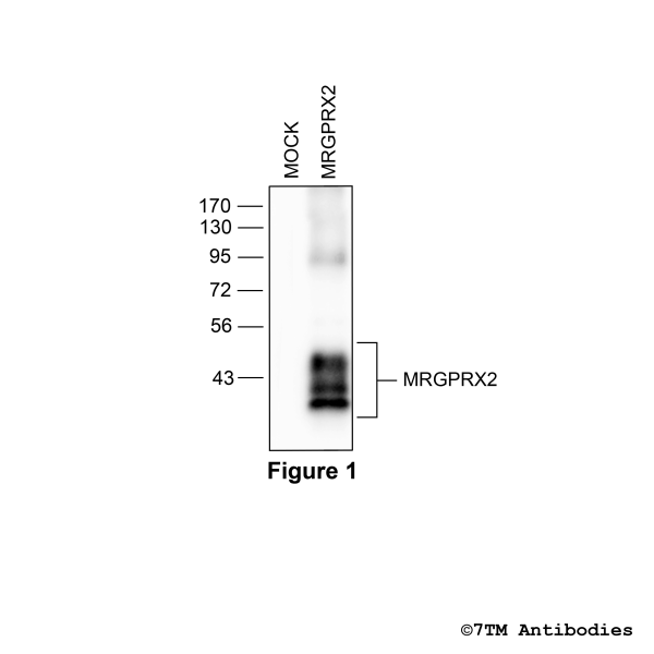 Validation of the MRGPRX2 Receptor in transfected HEK293 cells