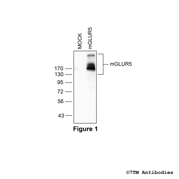 mGLUR5 (non-phospho), Metabotropic Glutamate Receptor 5 Antibody