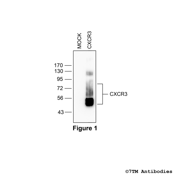 Validation of the CXCR3 Receptor in transfected HEK293 cells.