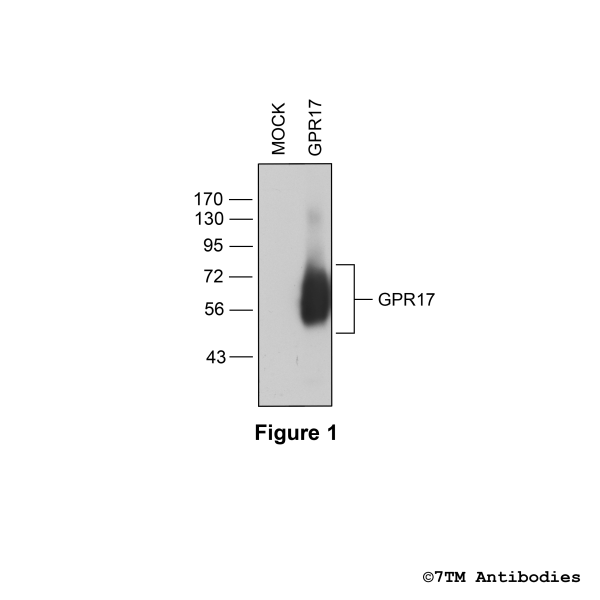 Validation of the G Protein-coupled Receptor 17 in transfected HEK293 cells