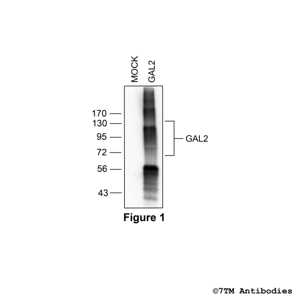 Validation of the Galanin Receptor 2 in transfected HEK293 cells