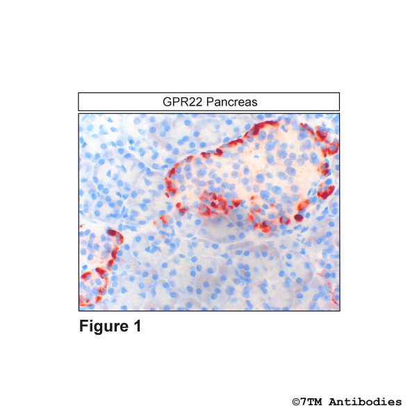 Immunohistochemical identification of GPR22 Receptor in Pancreas