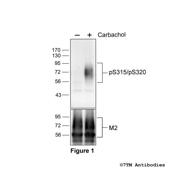 Agonist-induced Serine315/Serine320 phosphorylation of the M2 Muscarinic Acetycholine Receptor