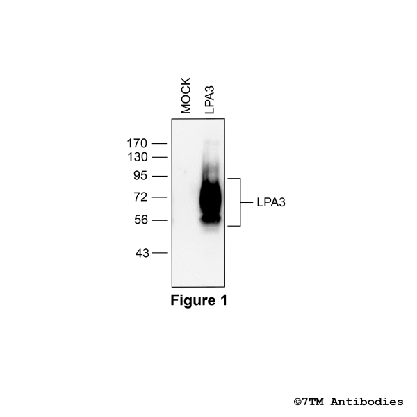 LPA3 (non-phospho), Lysophosphatidic Acid Receptor 3 Antibody