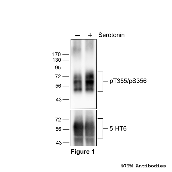 Agonist-induced Threonine3545/Serine356 phosphorylation of the 5-Hydroxytryptamine Receptor 6