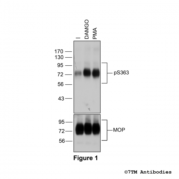 Figure 1. Agonist-induced and Agonist-independent Serine363 phosphorylation of the µ-Opioid Receptor