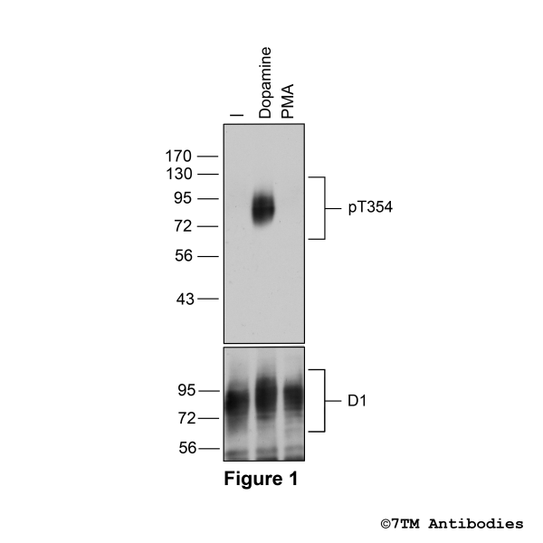 pT354-D1 (phospho-Dopamine Receptor 1 Antibody)