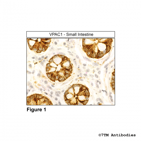 Immunohistochemical identification of VIP Receptor 1 in small intestine.