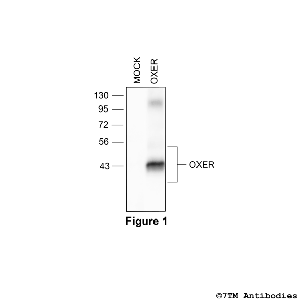 Validation of the OXE Receptor in transfected HEK293 cells.