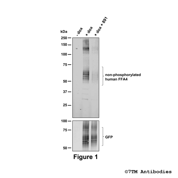 Detection of non-phosphorylated human FFA4 Receptor