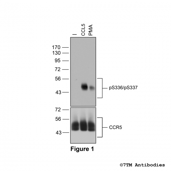Agonist-induced Serine336/Serine337 phosphorylation of the Chemokine Receptor 5
