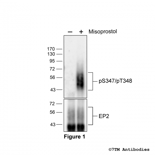 Agonist-induced Serine347/Threonine348phosphorylation of the EP2 Prostanoid Receptor