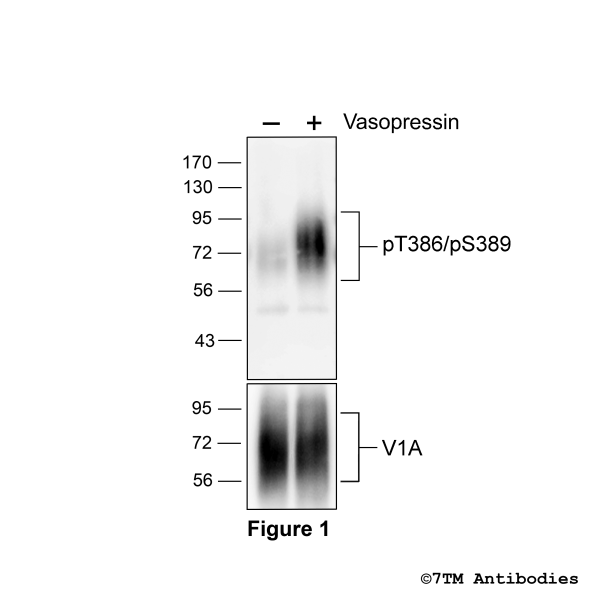 Agonist-induced Threonine386/Serine389 phosphorylation of the Vasopressin Receptor 1A