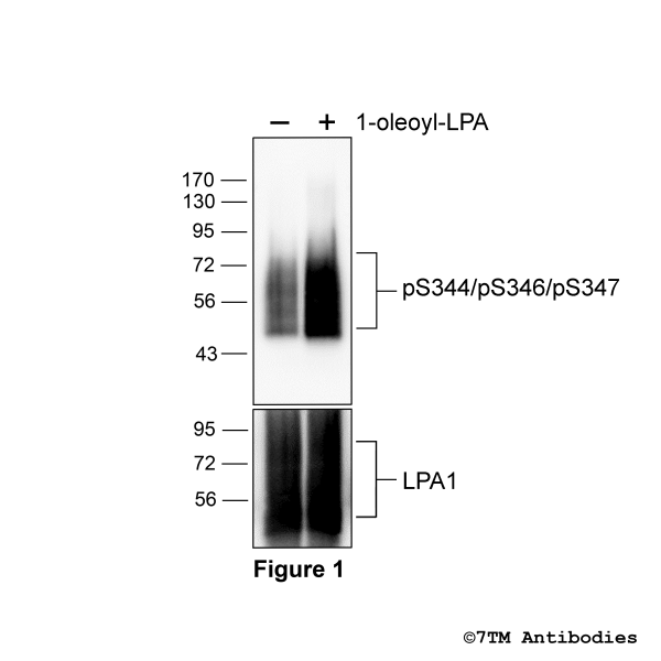 pS344/pS346/pS347-LPA1 (phospho-Lysophosphatidic Acid Receptor 1 Antibody)
