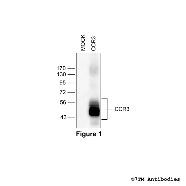 Validation of the CCR3 Receptor in transfected HEK293 cells