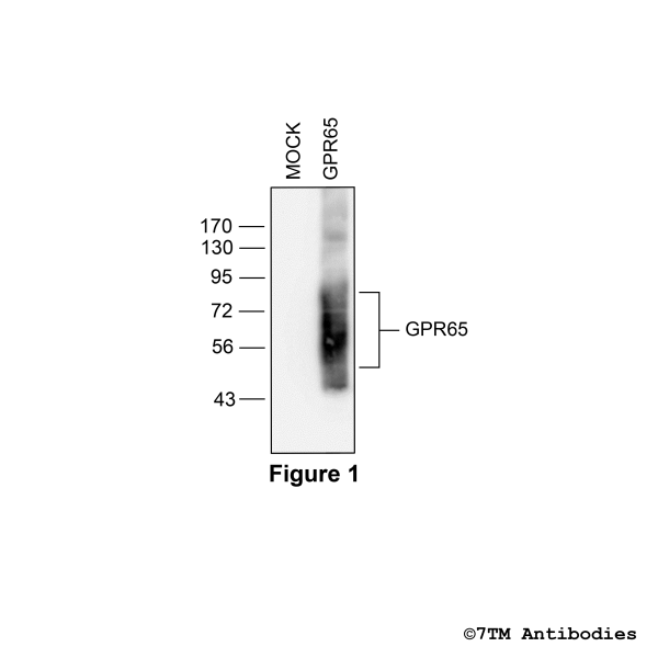 Validation of the GPR65 Receptor in transfected HEK293 cells.