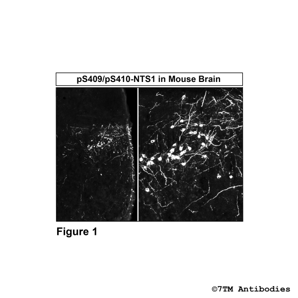 Immunohistochemical identification of Serine409/Serine410 phosphorylation of Neurotensin Receptor 1 in mouse brain.