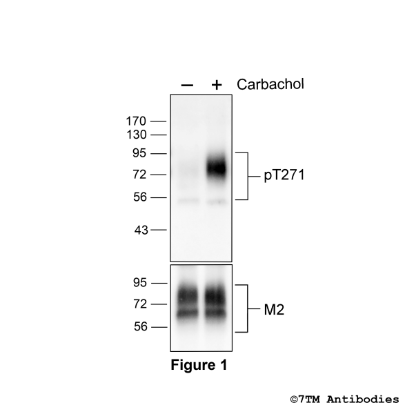 Agonist-induced Threonine271 phosphorylation of the M2 Muscarinic Acetycholine Receptor
