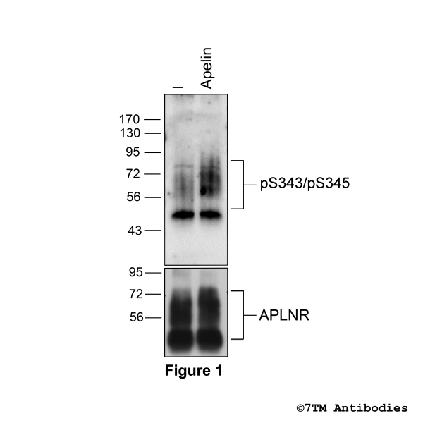 Agonist-induced Serine343/Serine345 phosphorylation of the Apelin Receptor