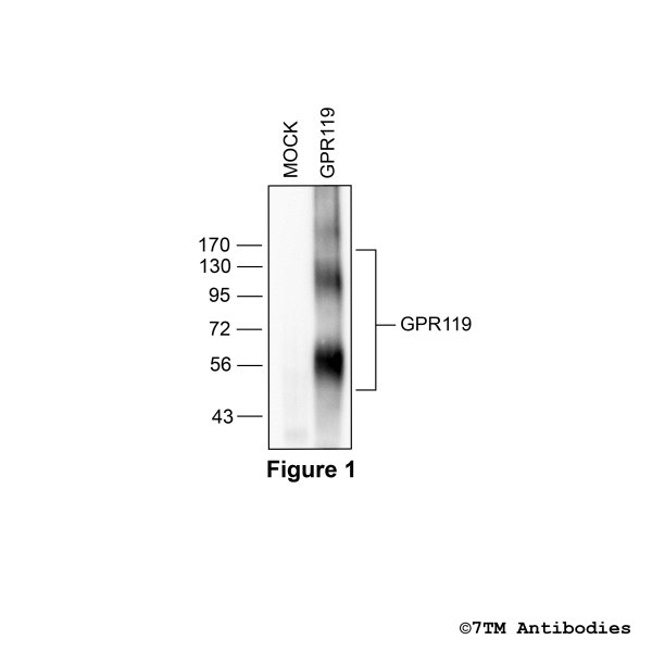 Validation of the GPR119 Receptor in transfected HEK293 cells