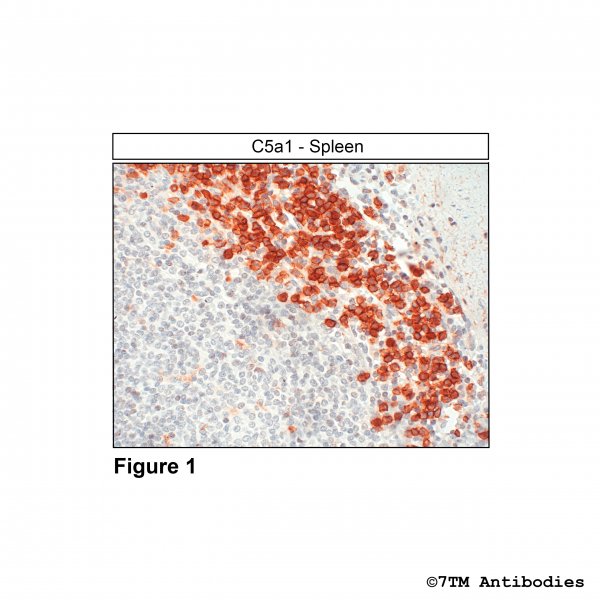 Immunohistochemical identification of Complement C5a Receptor 1 in human spleen.