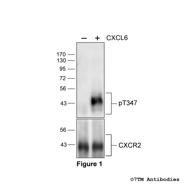 Agonist-induced Threonine347 phosphorylation of the CXC Chemokine Receptor 2