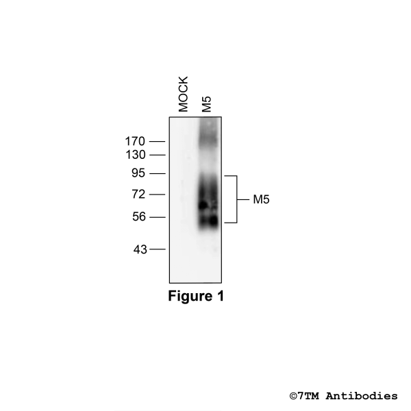 Validation of the M5 Muscarinic Acetylcholine Receptor in transfected HEK293 cells