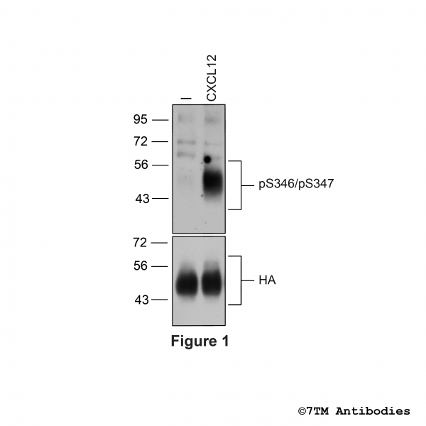 pS346/pS347-CXCR4 (phospho-CXC Chemokine Receptor 4 Antibody)