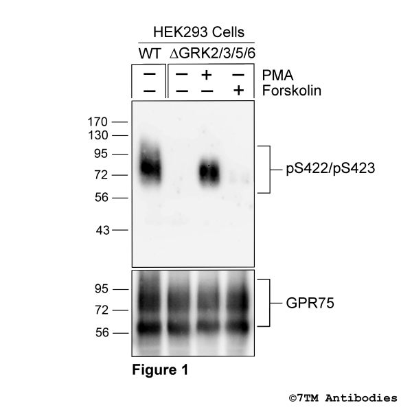 Serine422/Serine423 phosphorylation of the G-protein coupled Receptor 75