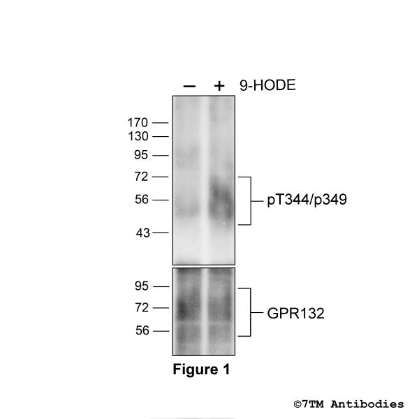 Agonist-induced Threonine344/Serine349 phosphorylation of GPR132