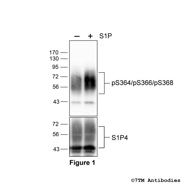 Agonist-induced Serine364/Serine366/Serine368 phosphorylation of the Sphingosine 1-Phosphate Receptor 4