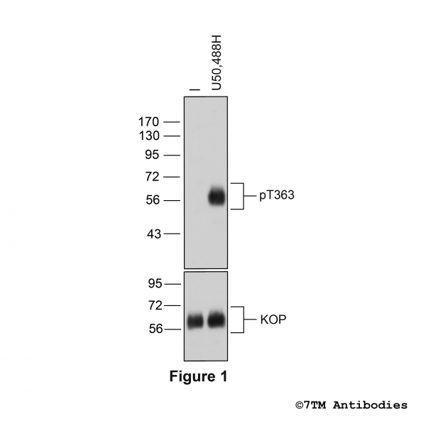 Agonist-induced Threonine363 phosphorylation of the κ-Opioid Receptor.