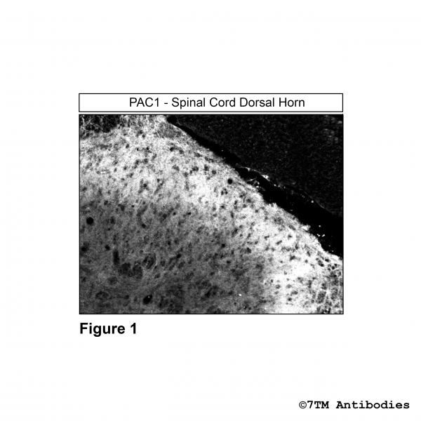 Immunohistochemical identification of PACAP Receptor 1 in mouse spinal cord dorsal horn.